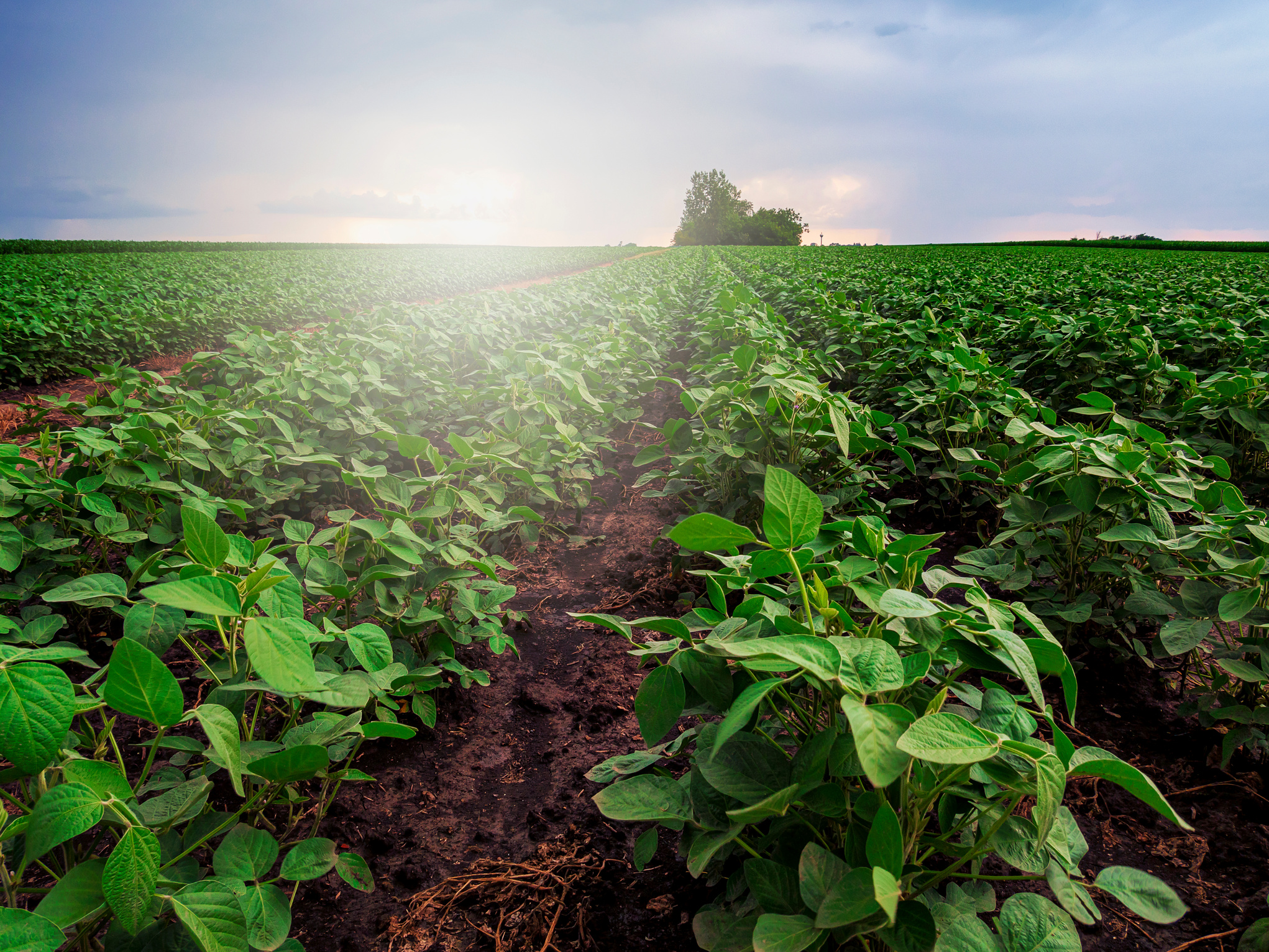 Soy field and soy plants in early morning light.