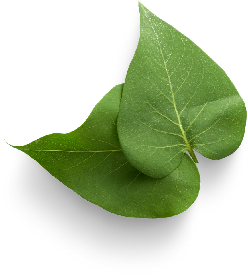 Soy leaves